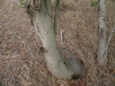 APII jpeg image of Acacia parramattensis  © contact APII