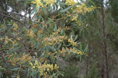 APII jpeg image of Acacia rostellifera  © contact APII