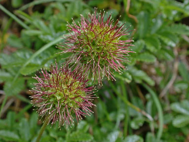 APII jpeg image of Acaena novae-zelandiae  © contact APII