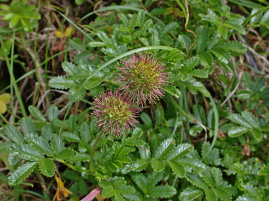 APII jpeg image of Acaena novae-zelandiae  © contact APII