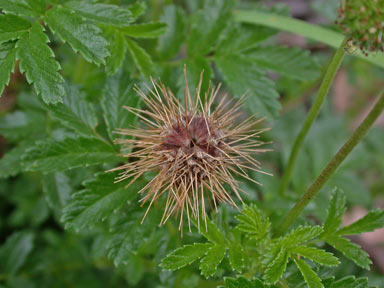 APII jpeg image of Acaena novae-zelandiae  © contact APII