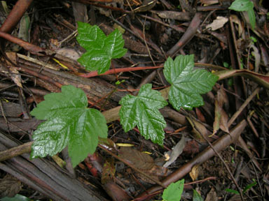 APII jpeg image of Acer pseudoplatanus  © contact APII