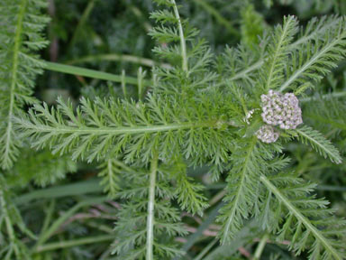 APII jpeg image of Achillea millefolium  © contact APII