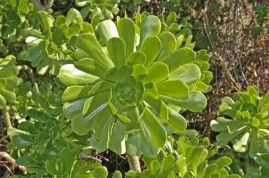 APII jpeg image of Aeonium arboreum  © contact APII