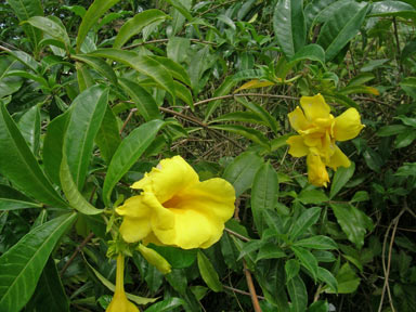 APII jpeg image of Allamanda neriifolia  © contact APII