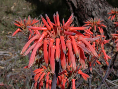 APII jpeg image of Aloe maculata  © contact APII