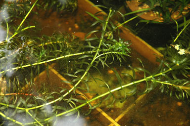 APII jpeg image of Elodea sp.  © contact APII