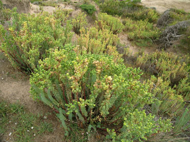 APII jpeg image of Euphorbia paralias  © contact APII