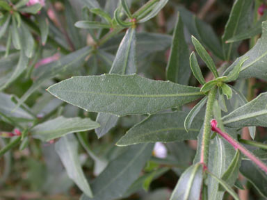 APII jpeg image of Oenothera lindheimeri  © contact APII