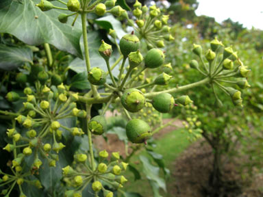 APII jpeg image of Hedera helix  © contact APII