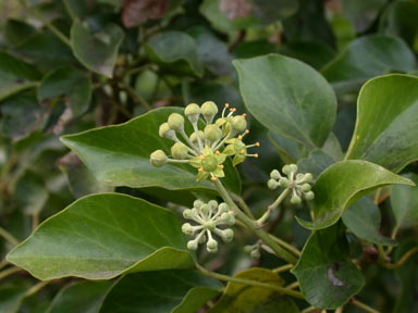 APII jpeg image of Hedera helix  © contact APII