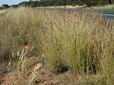 APII jpeg image of Hyparrhenia hirta  © contact APII