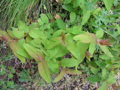 APII jpeg image of Hypericum androsaemum  © contact APII