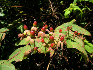 APII jpeg image of Hypericum androsaemum  © contact APII