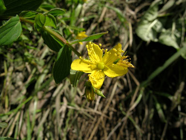 APII jpeg image of Hypericum tetrapterum  © contact APII