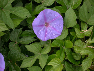 APII jpeg image of Ipomoea indica  © contact APII