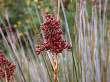 APII jpeg image of Juncus acutus  © contact APII