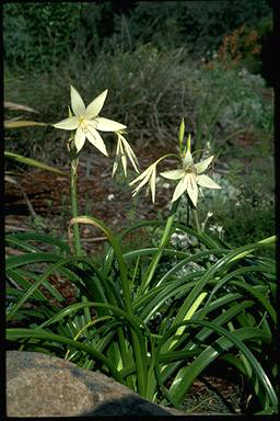 APII jpeg image of Crinum flaccidum  © contact APII