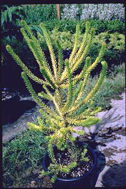 APII jpeg image of Banksia ericifolia 'Limelight'  © contact APII