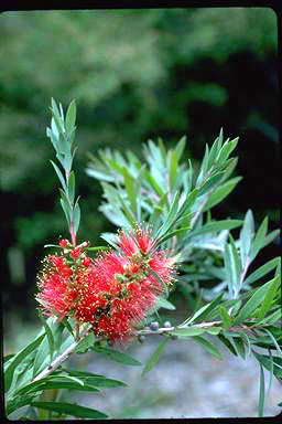 APII jpeg image of Callistemon 'Kempsey'  © contact APII