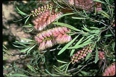 APII jpeg image of Callistemon 'Perth Pink'  © contact APII