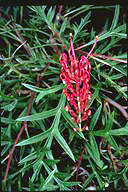 Grevillea 'Bronze Rambler' - click for larger image