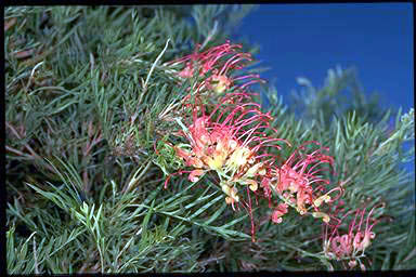 APII jpeg image of Grevillea 'Mason's Hybrid'  © contact APII