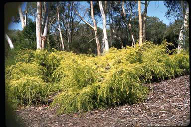 APII jpeg image of Melaleuca bracteata 'Golden Gem'  © contact APII