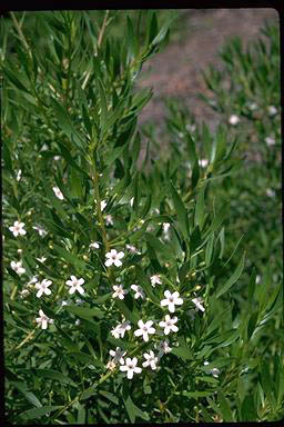 APII jpeg image of Myoporum parvifolium 'Monaro Marvel'  © contact APII