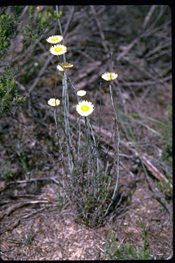 APII jpeg image of Chrysocephalum baxteri  © contact APII