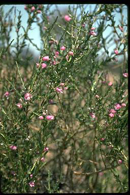 APII jpeg image of Eremophila divaricata subsp. divaricata  © contact APII