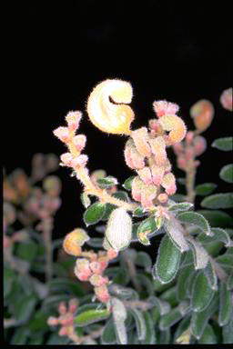 APII jpeg image of Grevillea alpina  © contact APII