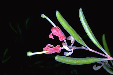 APII jpeg image of Grevillea arenaria  © contact APII