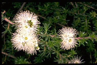 APII jpeg image of Kunzea ambigua  © contact APII