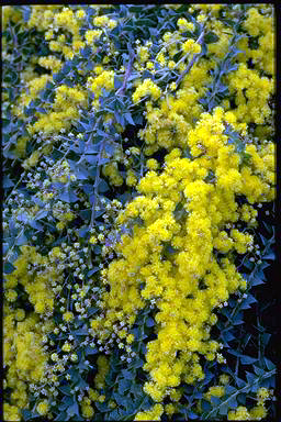 APII jpeg image of Acacia pravissima 'Kuranga Cascade'  © contact APII