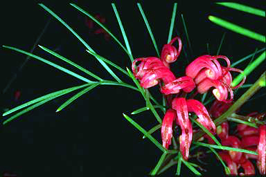 APII jpeg image of Grevillea johnsonii x wilsonii  © contact APII