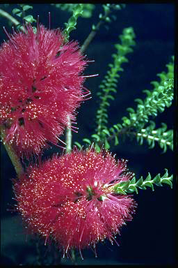 APII jpeg image of Melaleuca coccinea  © contact APII