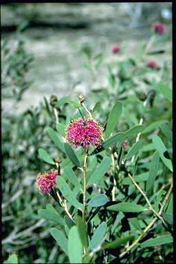 APII jpeg image of Melaleuca conothamnoides  © contact APII