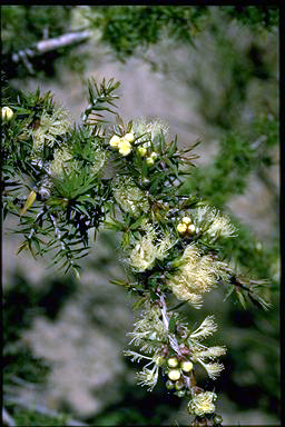 APII jpeg image of Melaleuca coronicarpa  © contact APII