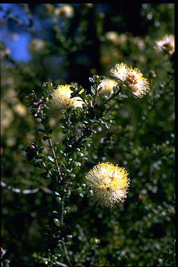 APII jpeg image of Melaleuca depressa  © contact APII