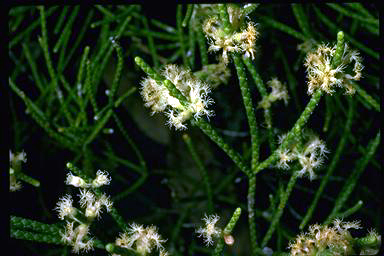 APII jpeg image of Melaleuca foliolosa  © contact APII