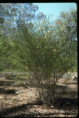 APII jpeg image of Melaleuca hamulosa  © contact APII