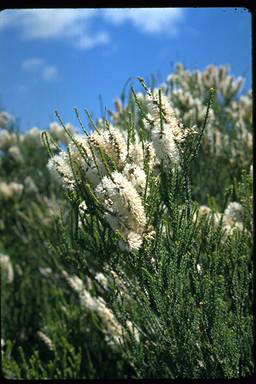 APII jpeg image of Melaleuca huegelii subsp. huegelii  © contact APII