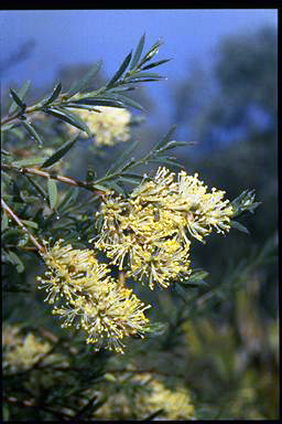 APII jpeg image of Melaleuca leiocarpa  © contact APII