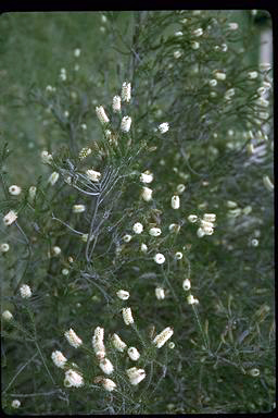 APII jpeg image of Melaleuca parvistaminea  © contact APII