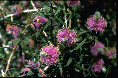 APII jpeg image of Melaleuca sclerophylla  © contact APII