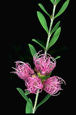 APII jpeg image of Melaleuca thymifolia  © contact APII