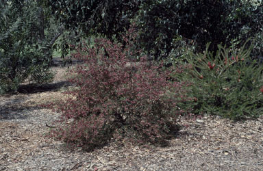 APII jpeg image of Dodonaea sinuolata  © contact APII