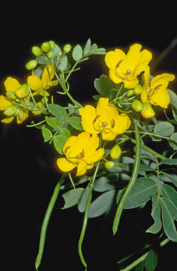 APII jpeg image of Senna pendula var. glabrata  © contact APII