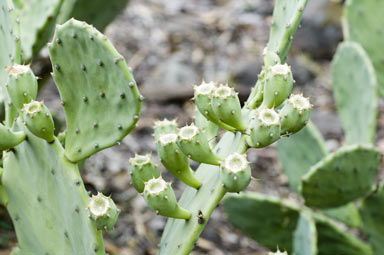 APII jpeg image of Opuntia stricta  © contact APII